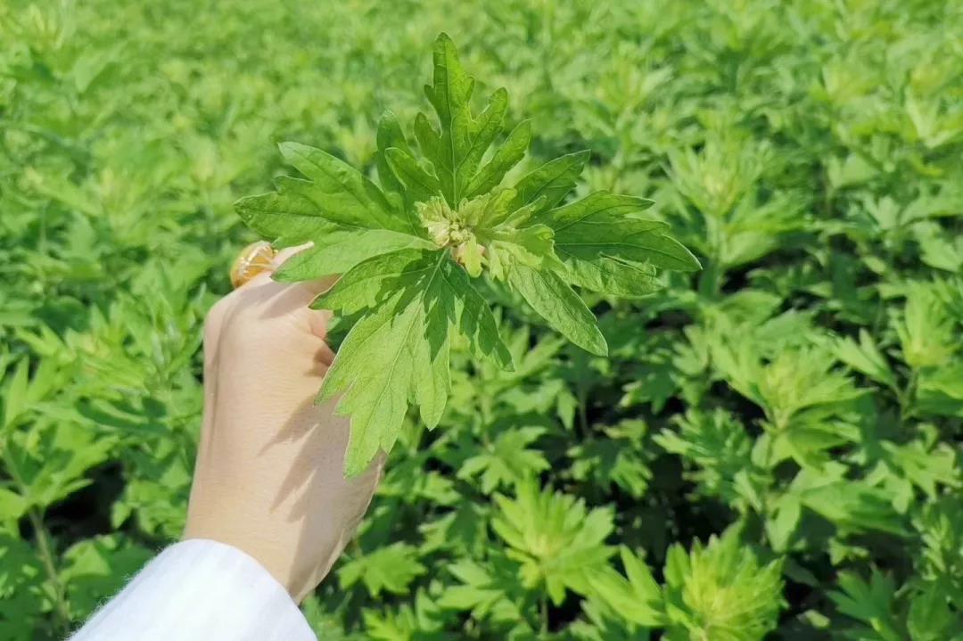 弦歌堂艾養(yǎng)生