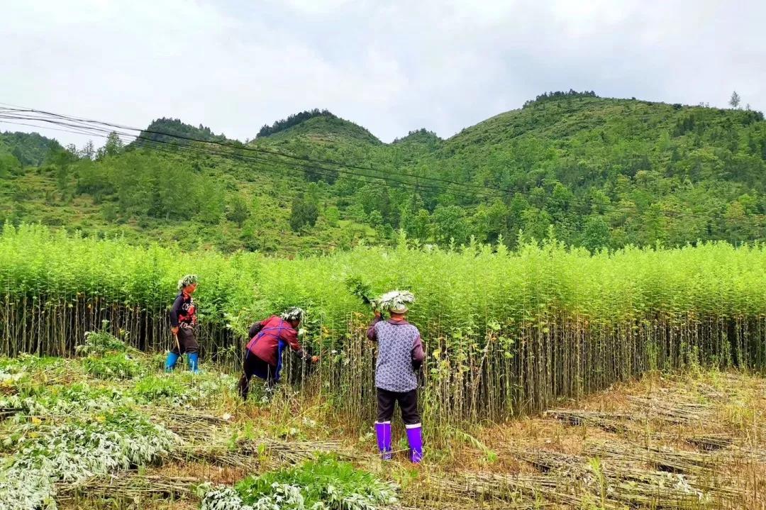 弦歌堂艾養(yǎng)生