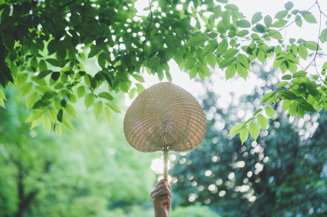 茶葉批發(fā)丨養(yǎng)生茶丨艾條的作用丨艾灸養(yǎng)生