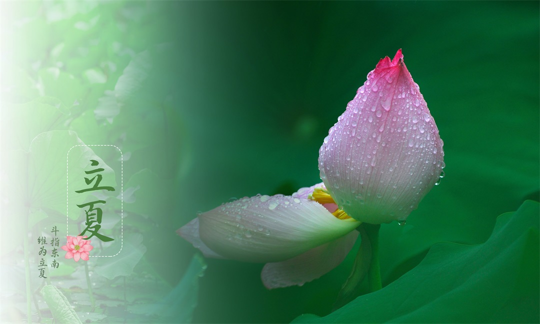 茶葉批發(fā)丨養(yǎng)生茶丨艾條的作用丨艾灸養(yǎng)生