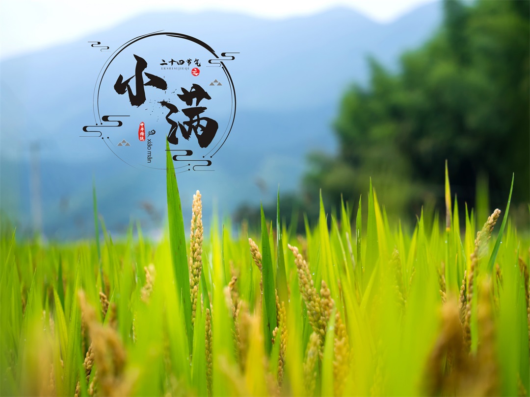 茶葉批發(fā)丨養(yǎng)生茶丨艾條的作用丨艾灸養(yǎng)生