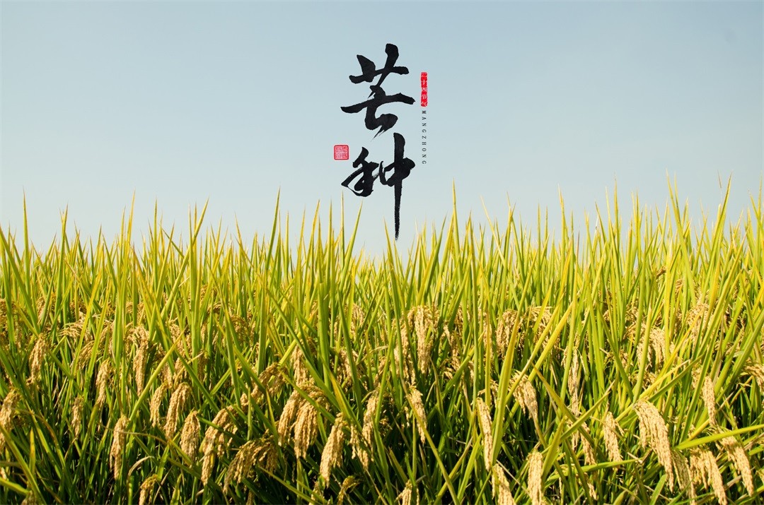 茶葉批發(fā)丨養(yǎng)生茶丨艾條的作用丨艾灸養(yǎng)生