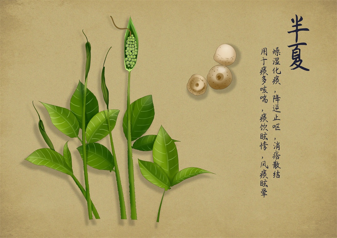 茶葉批發(fā)丨養(yǎng)生茶丨艾條的作用丨艾灸養(yǎng)生