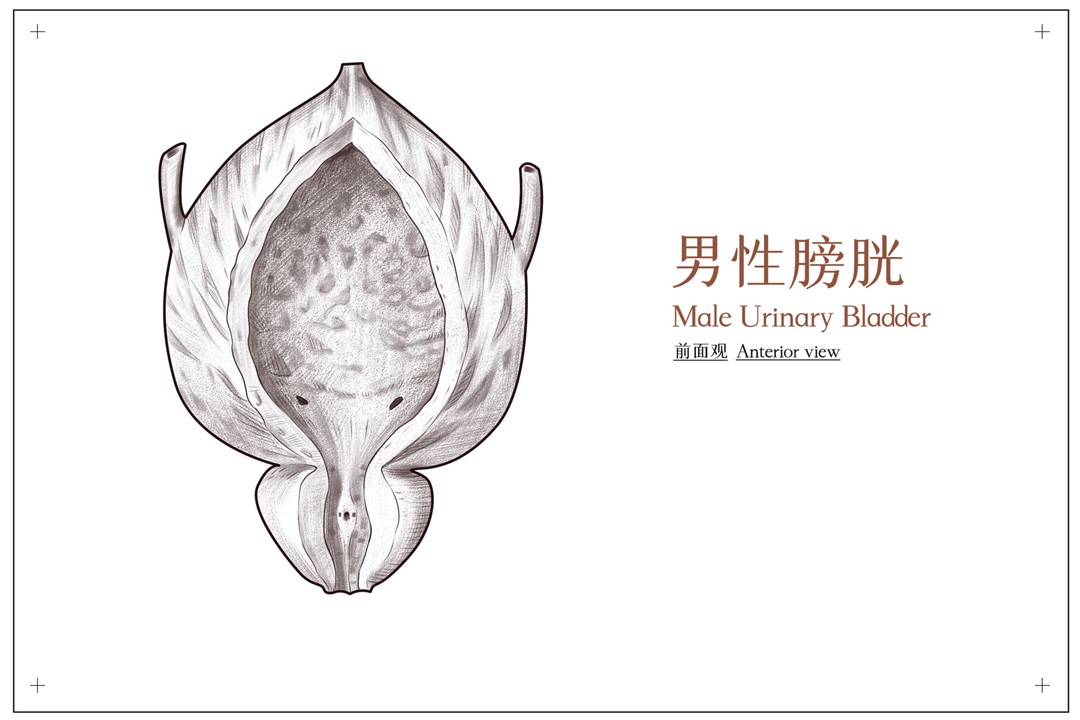 茶葉批發(fā)丨養(yǎng)生茶丨艾條的作用丨艾灸養(yǎng)生