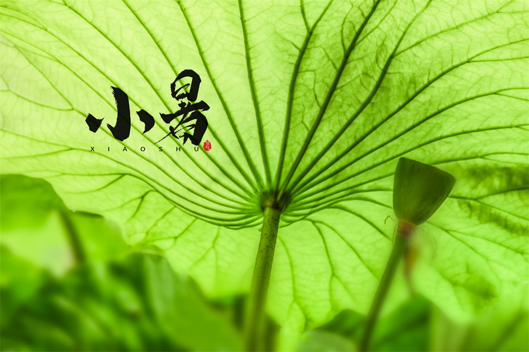 茶葉批發(fā)丨養(yǎng)生茶丨艾條的作用丨艾灸養(yǎng)生