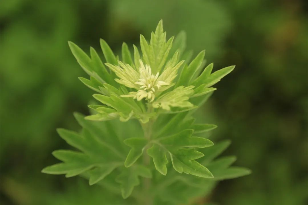 茶葉批發(fā)丨養(yǎng)生茶丨艾條的作用丨艾灸養(yǎng)生