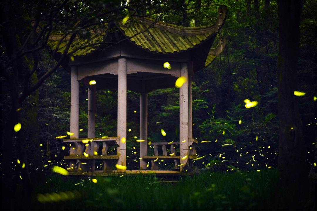 茶葉批發(fā)丨養(yǎng)生茶丨艾條的作用丨艾灸養(yǎng)生