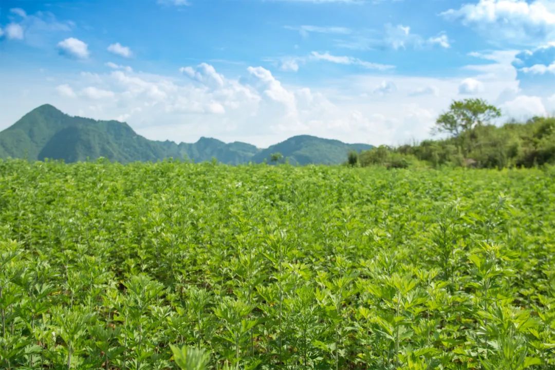 茶葉批發(fā)丨養(yǎng)生茶丨艾條的作用丨艾灸養(yǎng)生