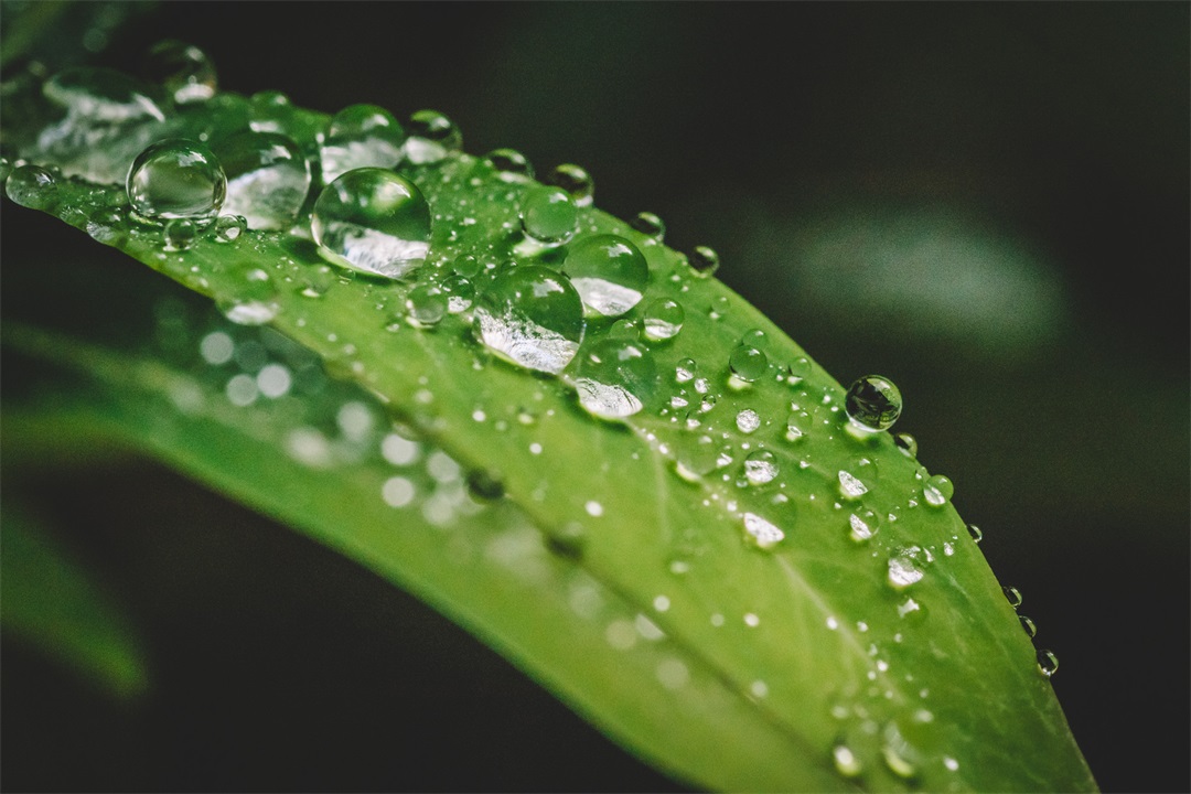 茶葉批發(fā)丨養(yǎng)生茶丨艾條的作用丨艾灸養(yǎng)生