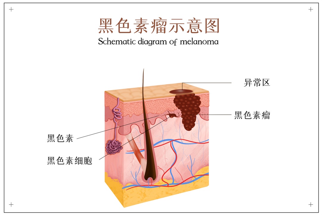茶葉批發(fā)丨養(yǎng)生茶丨艾條的作用丨艾灸養(yǎng)生