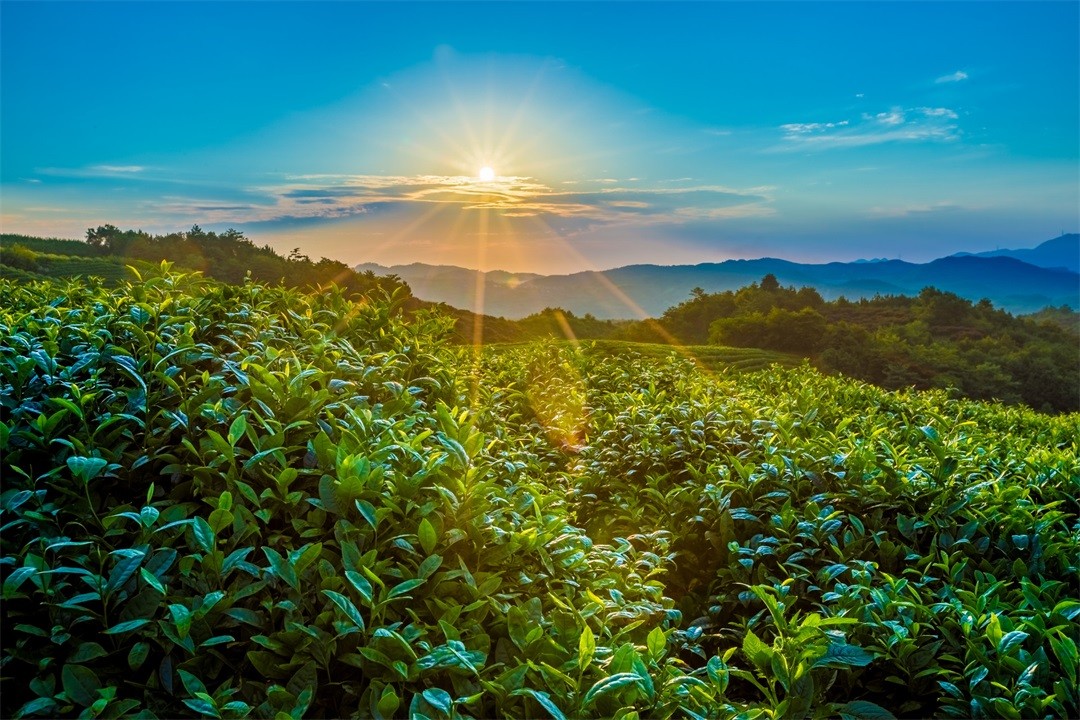 茶葉批發(fā)丨養(yǎng)生茶丨艾條的作用丨艾灸養(yǎng)生