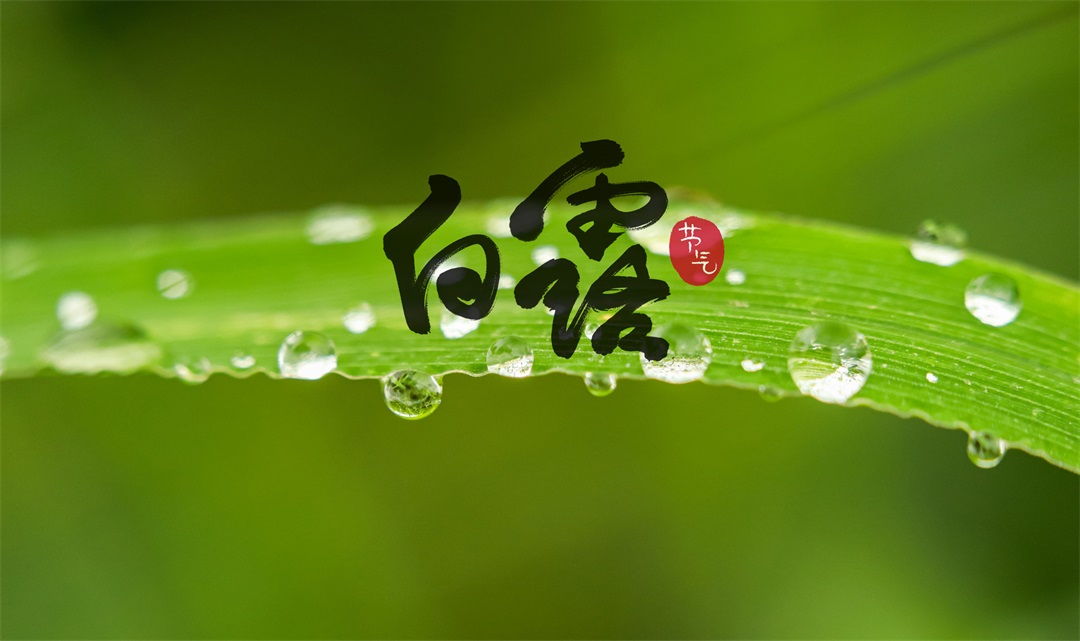 茶葉批發(fā)丨養(yǎng)生茶丨艾條的作用丨艾灸養(yǎng)生