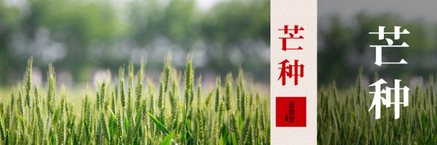 芒種 | 忙收忙種，防暑祛濕
